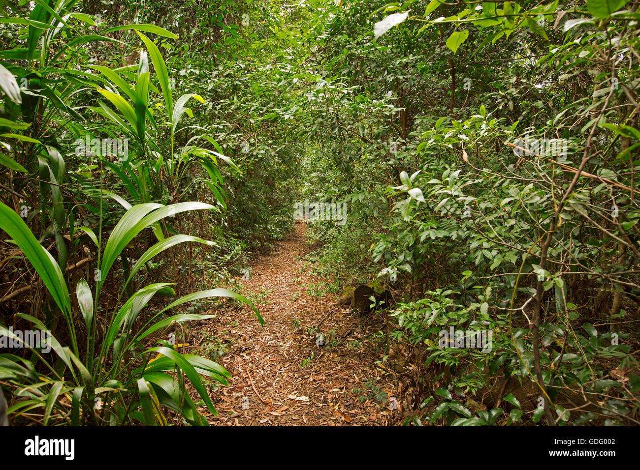 Narrow walking track spearing through dense vivid green tangle of vegetation in sub-tropical rainforest / jungle in Australia Stock Photo