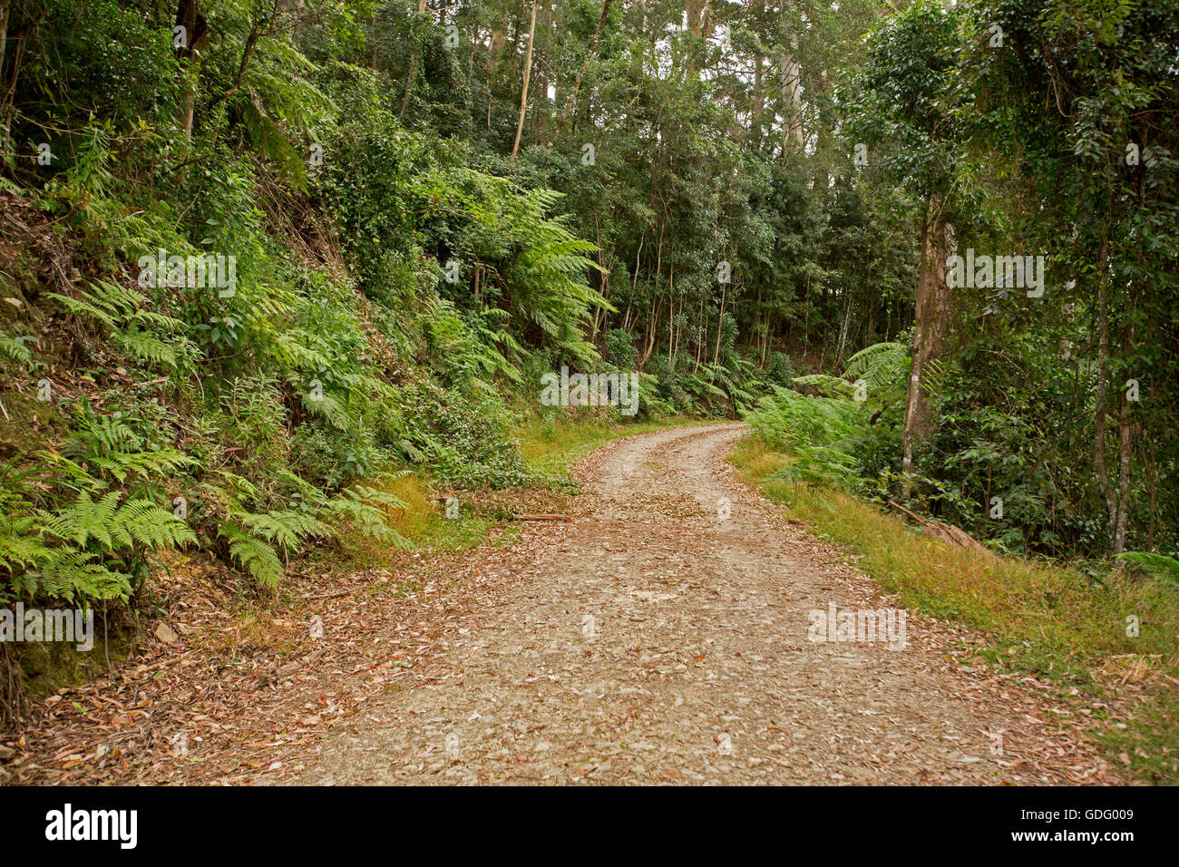 Narrow winding road slicing through dense lush green rainforest with ferns& tall trees in Australian Great Dividing Range Stock Photo