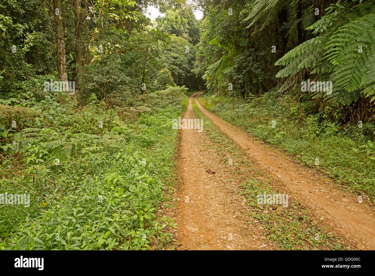 Narrow two wheeled track / road slicing through dense lush green rainforest with tree ferns in Australian Great Dividing Range Stock Photo