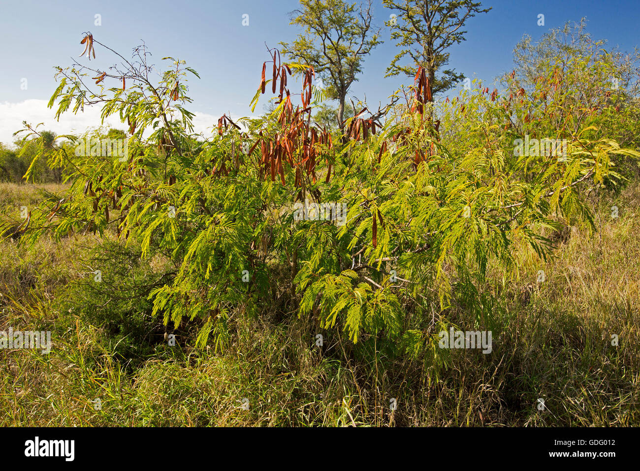 Roadside swathes of Leucaena leucocephala, fodder crop & environmental weed, with seed pods & green foliage under blue sky Stock Photo