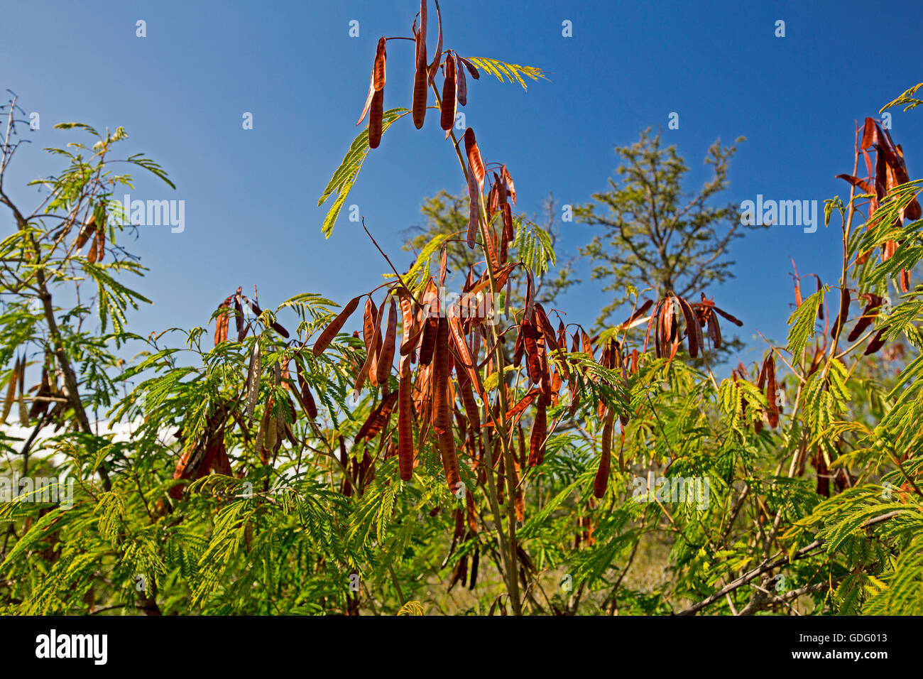 Mass of Leucaena leucocephala, fodder crop & environmental weed, with clusters of seed pods & green foliage against blue sky Stock Photo