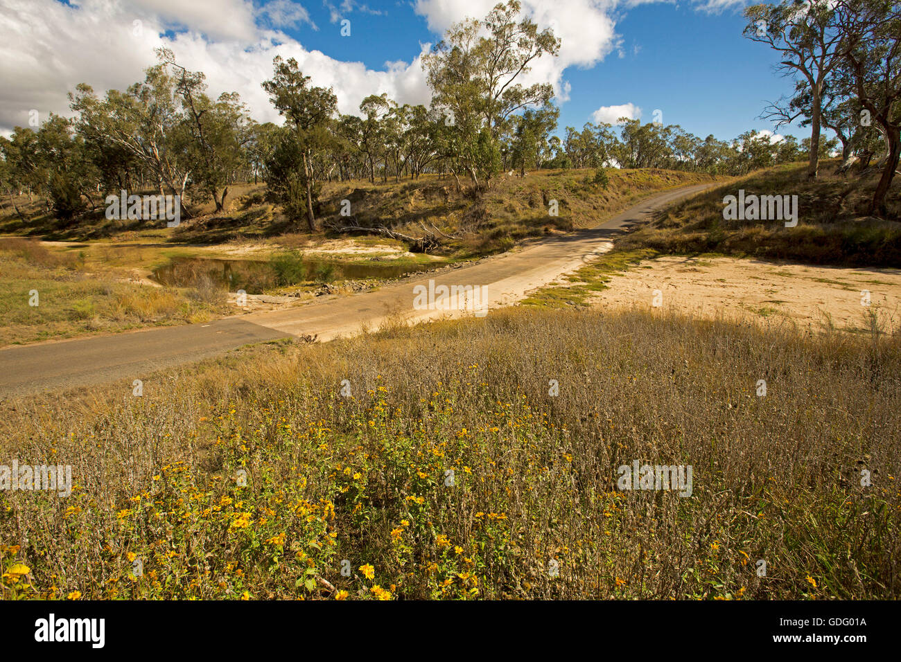 Road crossing Maranoa River, merely a pool of water during drought, beside gum trees & wildflowers with blue sky in outback Australia Stock Photo