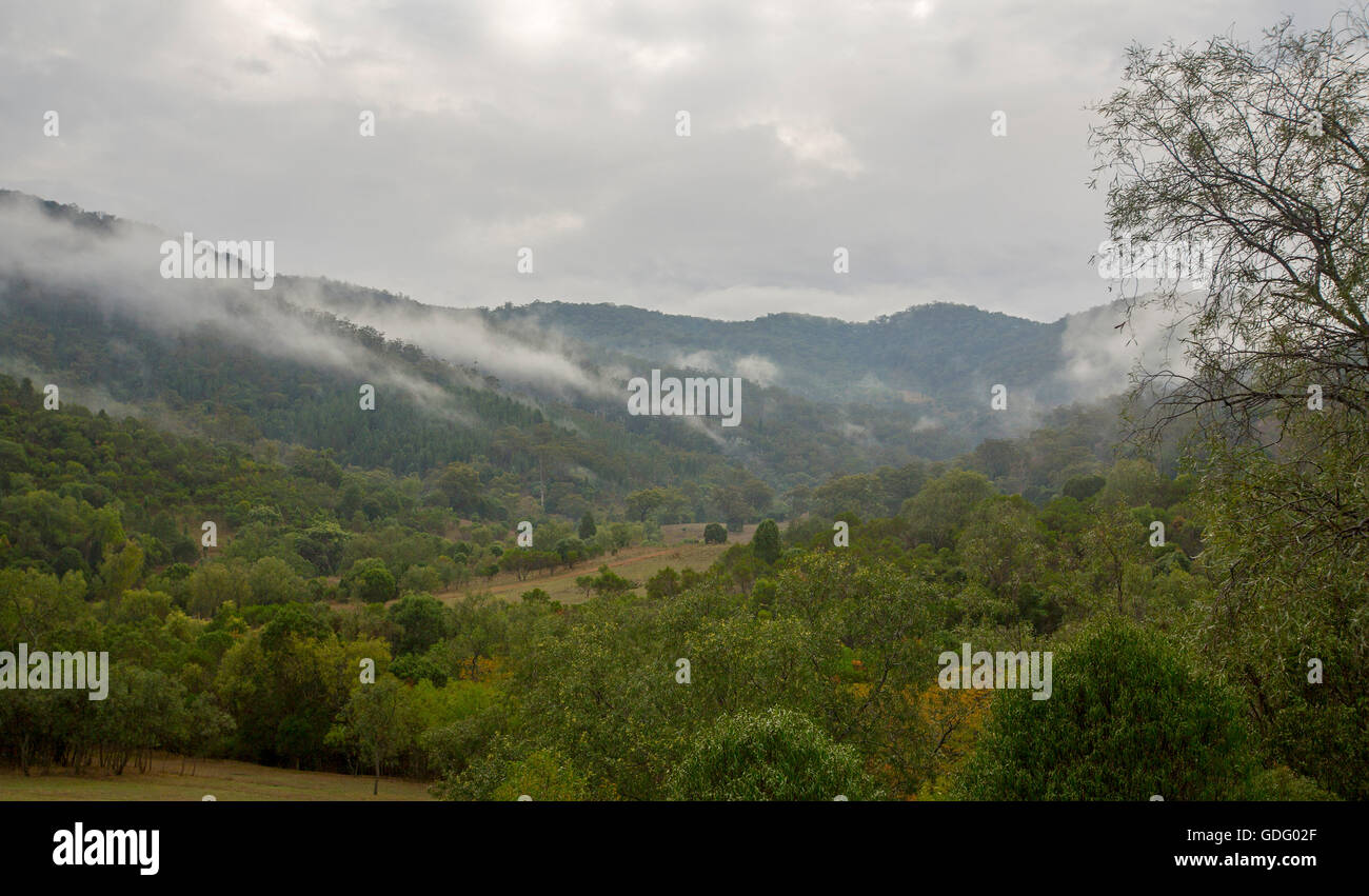 Morning mist over forested hills and valleys of Great Dividing Range NSW Australia Stock Photo