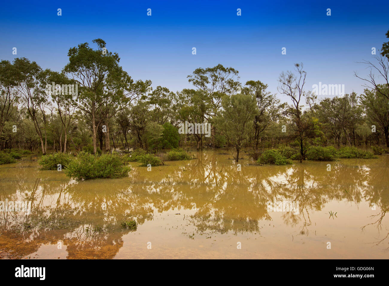 Australian outback landscape after rain, with low trees, shrubs, emerald grasses rising from & reflected in vast expanse of muddy water under blue sky Stock Photo