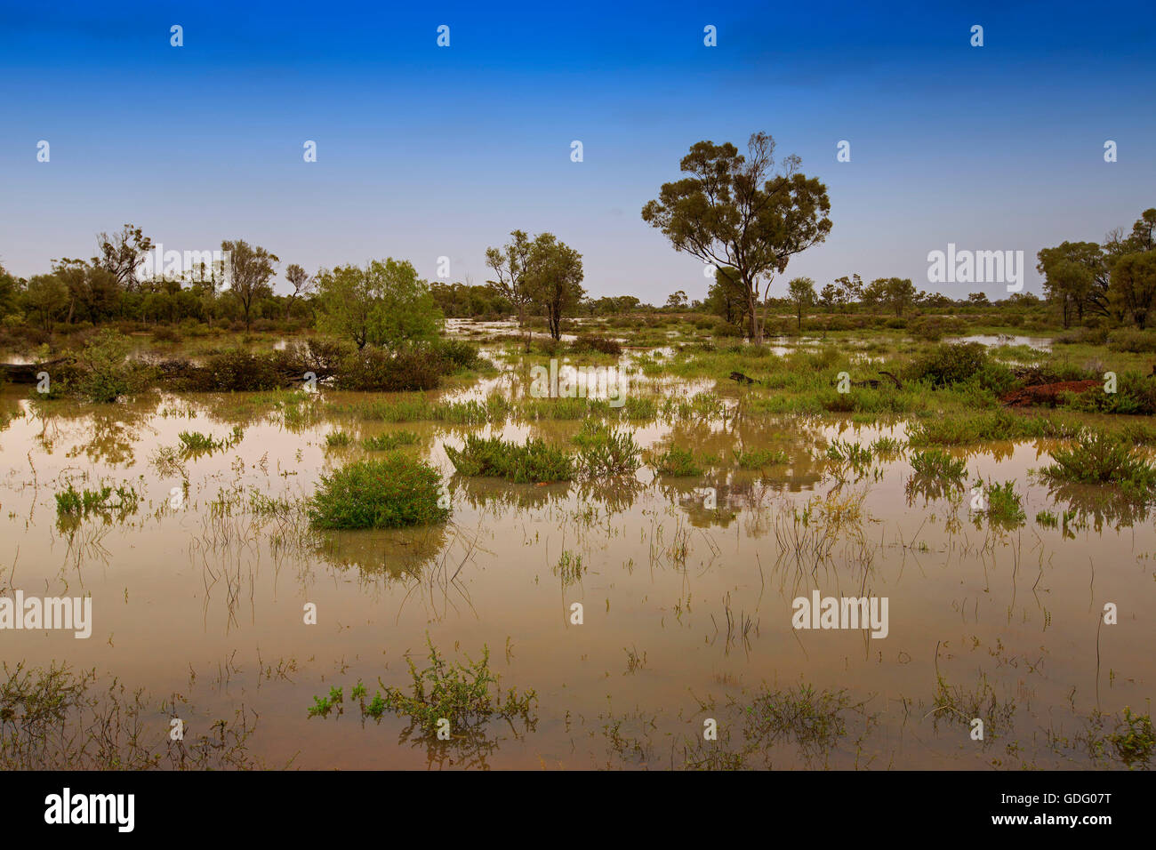 Australian outback landscape after rain, with low trees, shrubs, emerald grasses rising from & reflected in vast expanse of muddy water under blue sky Stock Photo