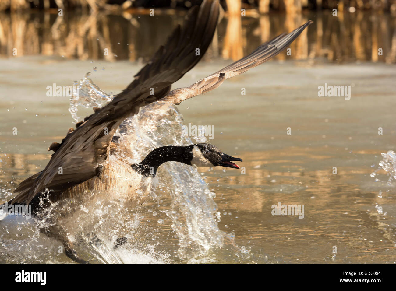 Angry Goose Stock Photo