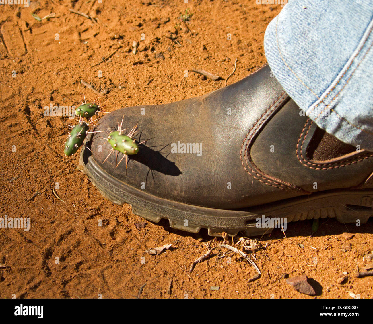 Segments of prickly pear / opuntia cactus stuck into leather boot on man's foot, natural method of spreading invasive weed, a declared pest species Stock Photo