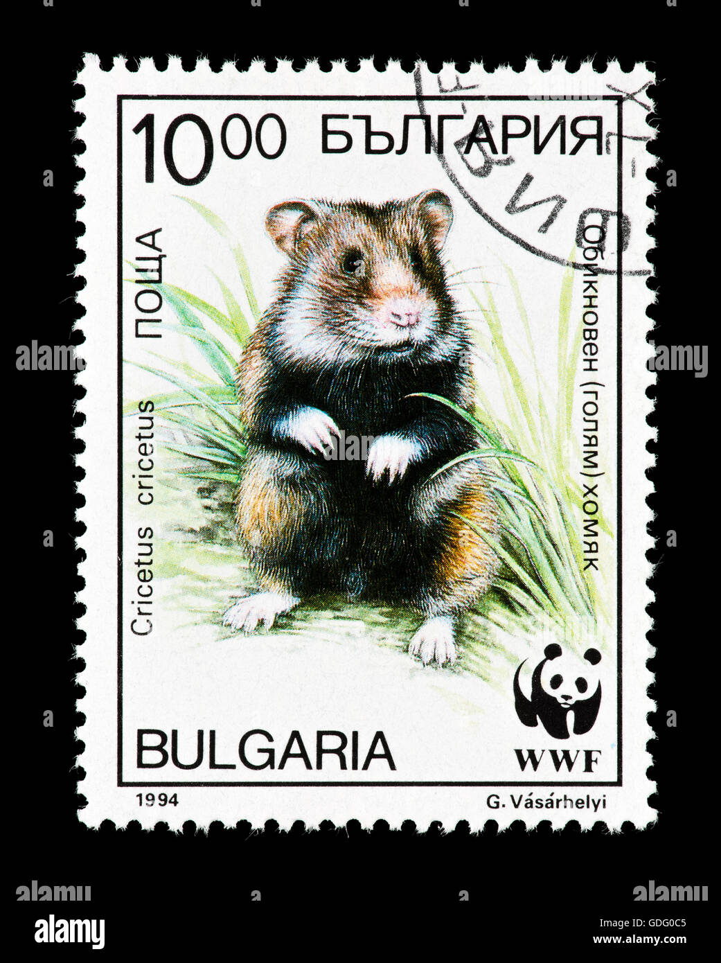 Postage stamp from Bulgaria depicting a a black-bellied or common hamster  (Cricetus cricetus) Stock Photo