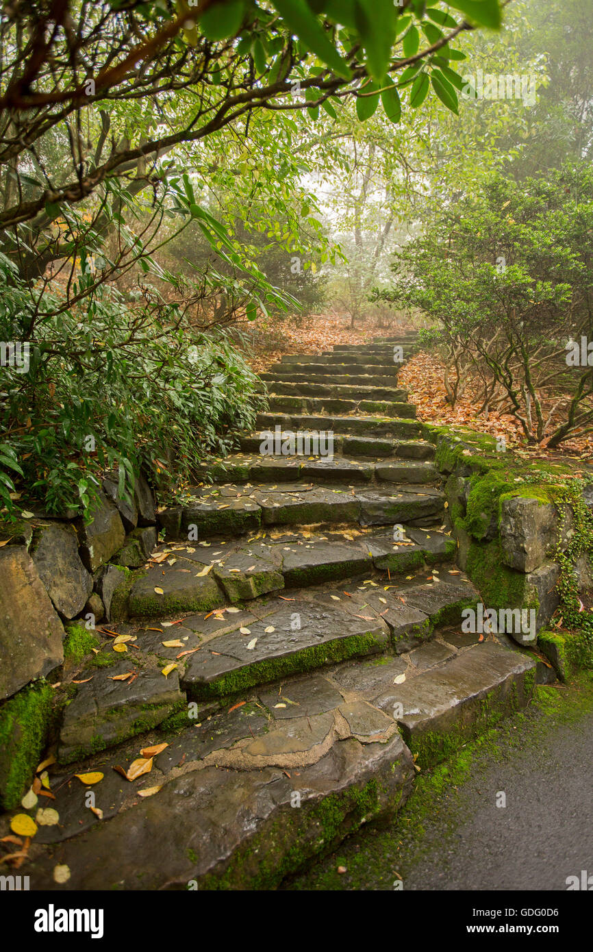 Stone steps leading on a curved path through gardens cloaked in light mist with tall trees, ferns, mossy rocks &  autumn leaves Stock Photo