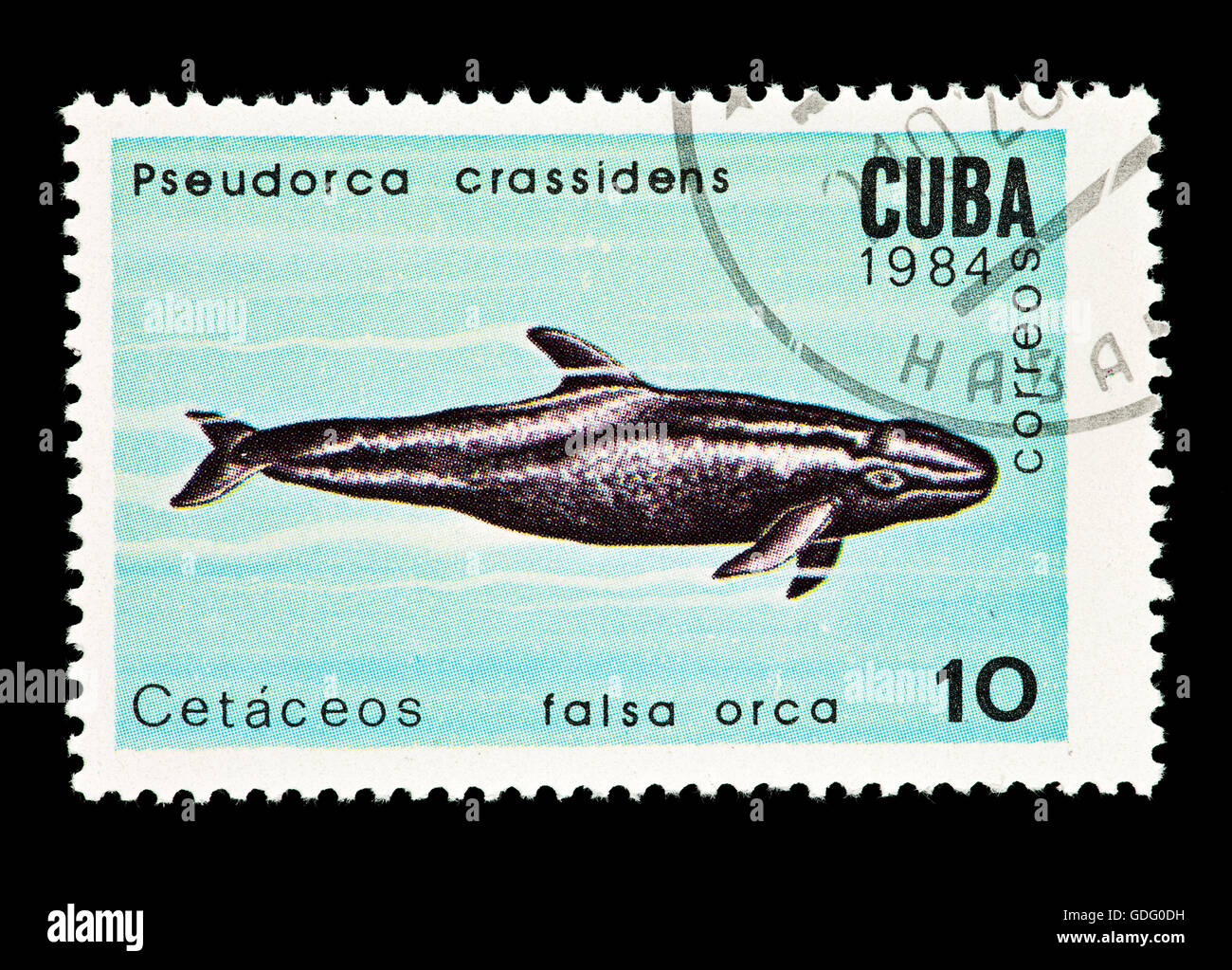 Postage stamp from Cuba depicting a false killer whale (Pseudorca crassidens) Stock Photo