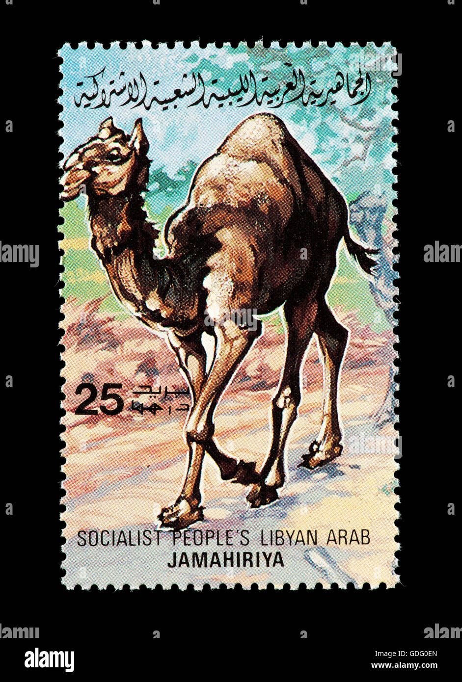 Postage stamp from Libya depicting a Dromedary camel, (Camelus dromedarius) Stock Photo