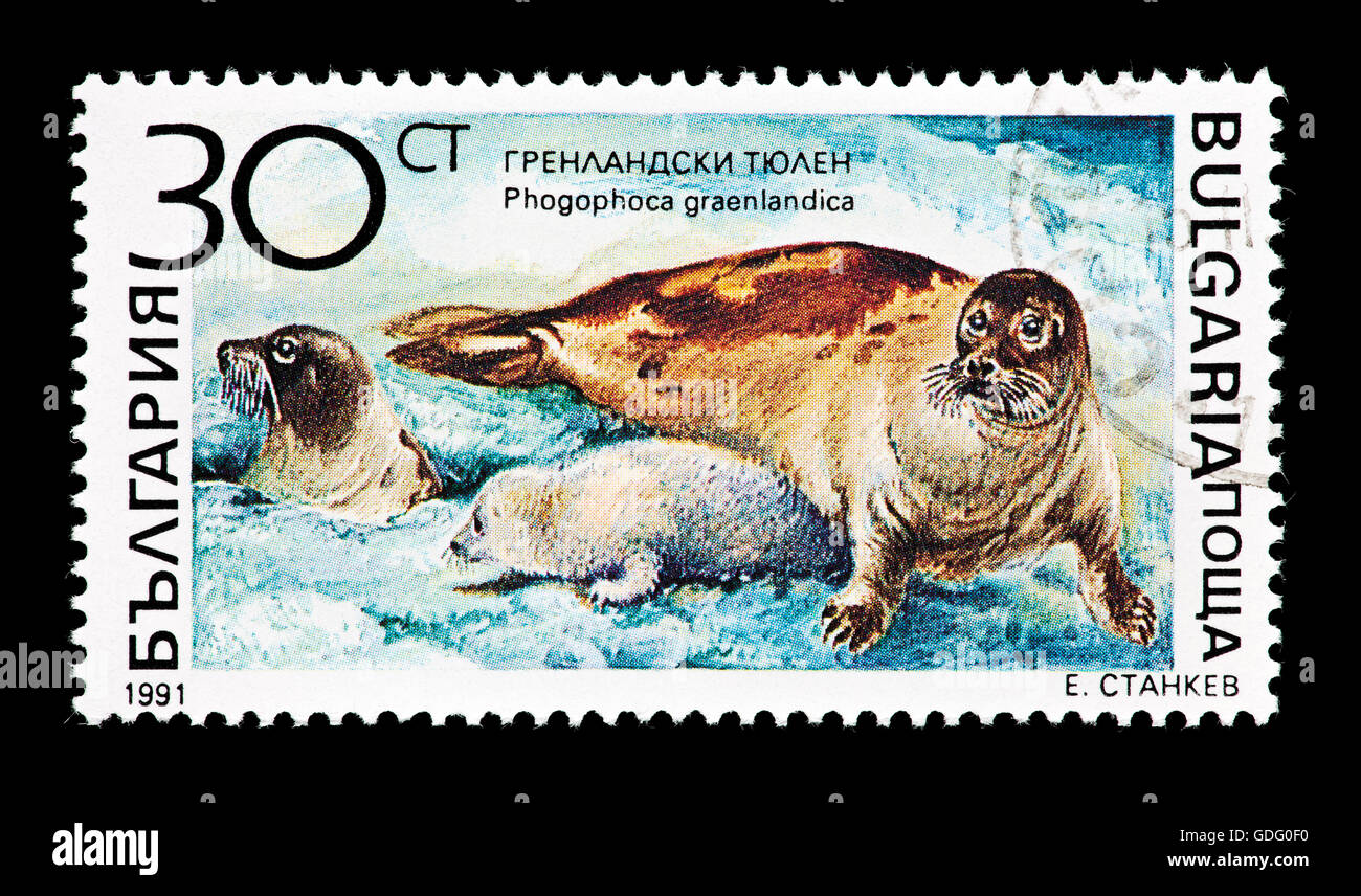 Postage stamp from Bulgaria depicting a Harp Seal (Phoeca groenlandica) with a pup, on ice Stock Photo