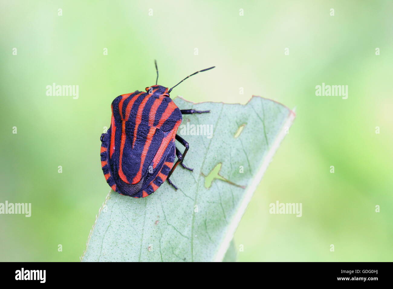 Italian stripedbug, mintstrel bug (Graphosoma lineatum Stock Photo Alamy