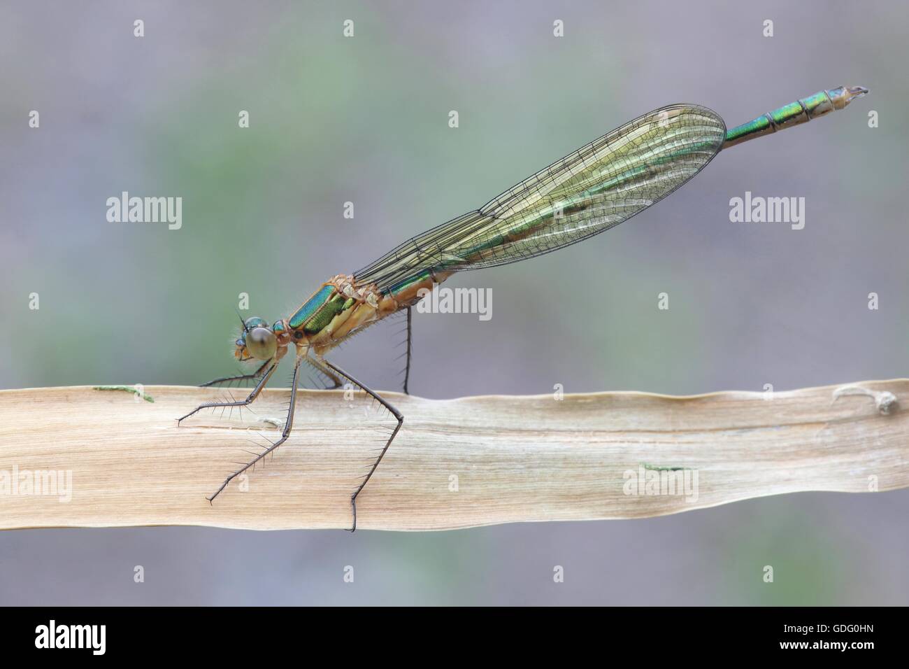 Emerald damselfly, Lestes sponsa Stock Photo - Alamy
