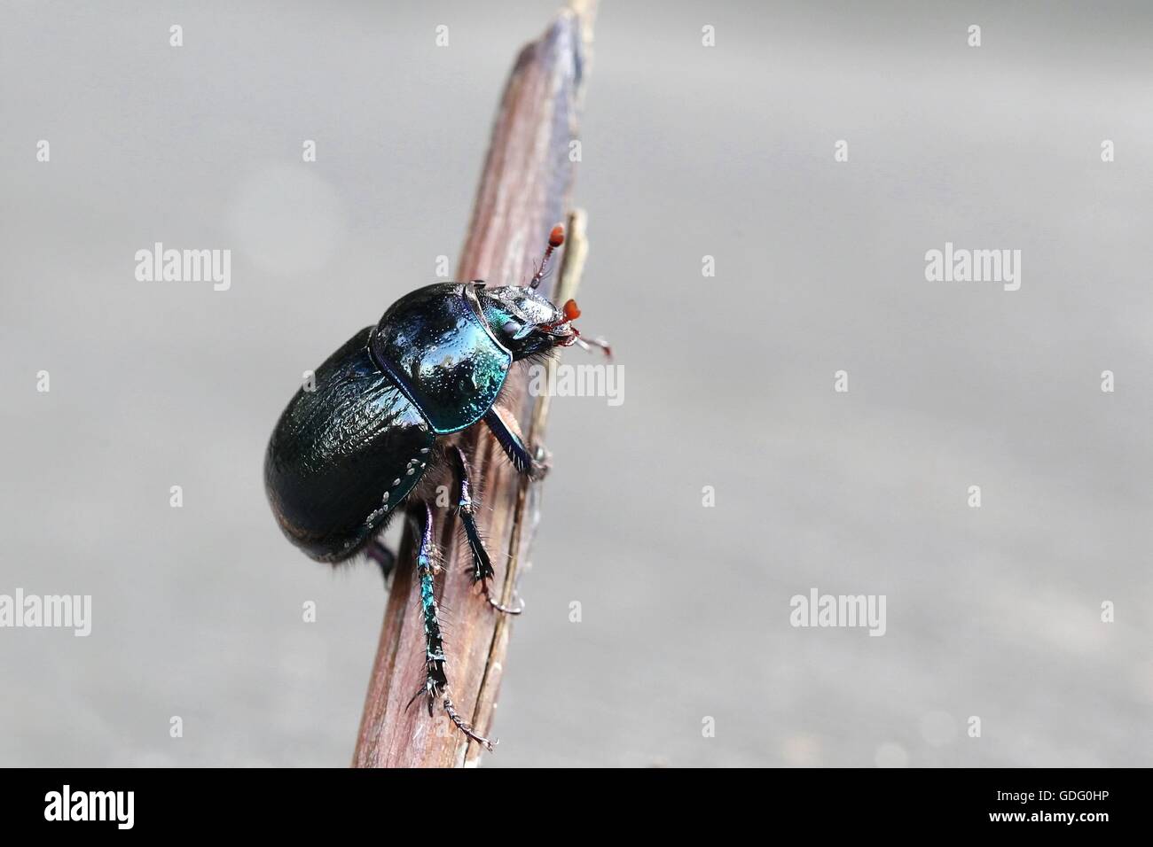Dung Beetle, Anoplotrupes stercorosus Stock Photo