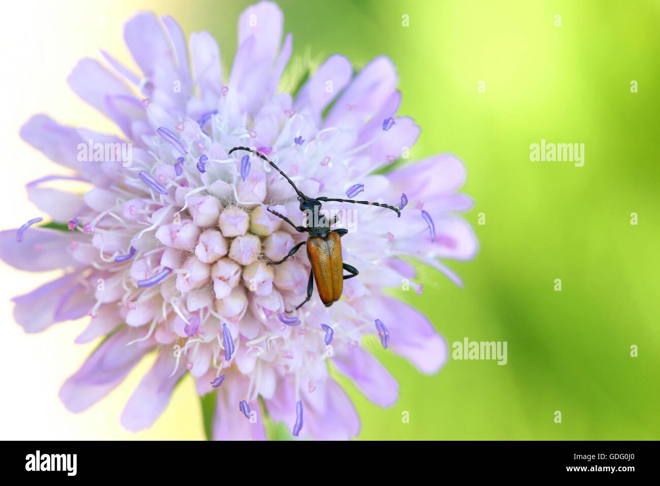 Longhorn beetle, Stictoleptura maculicornis Stock Photo