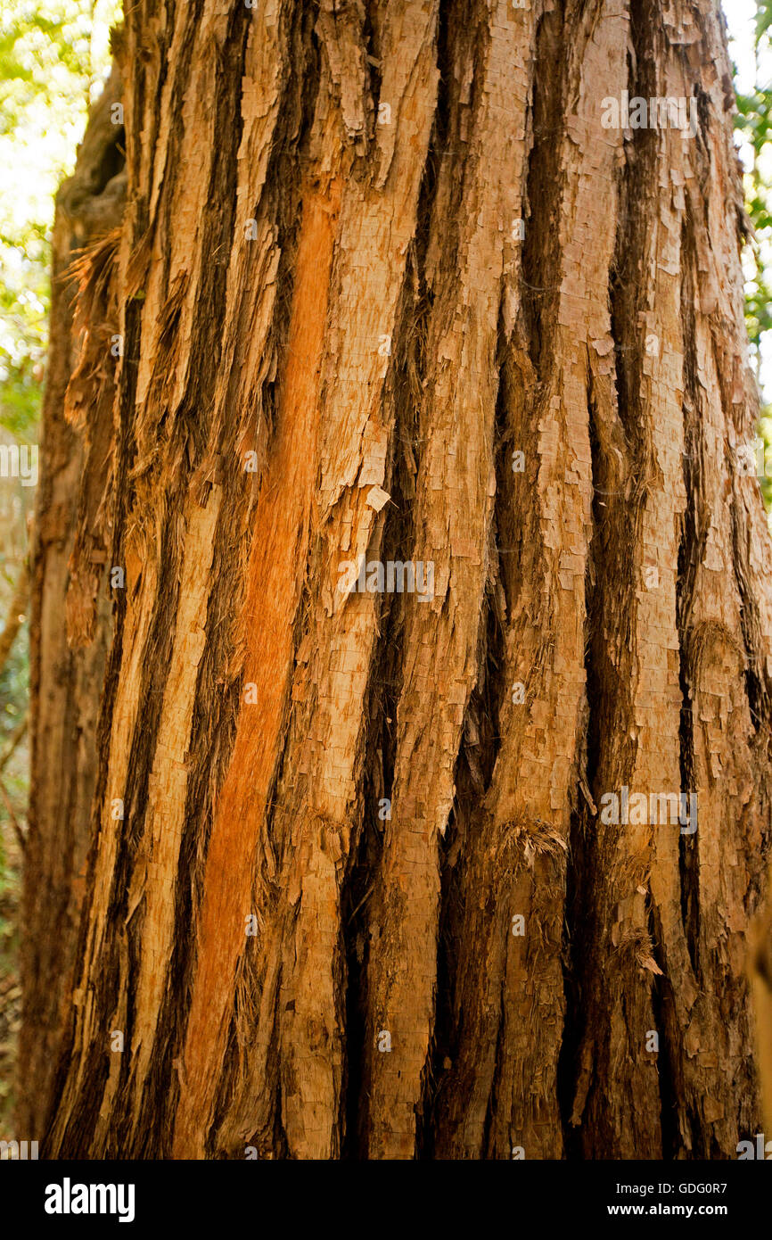 Reddish brown trunk of Tallowood tree, Eucalyptus microcorys, with Stock Photo 111604619 Alamy