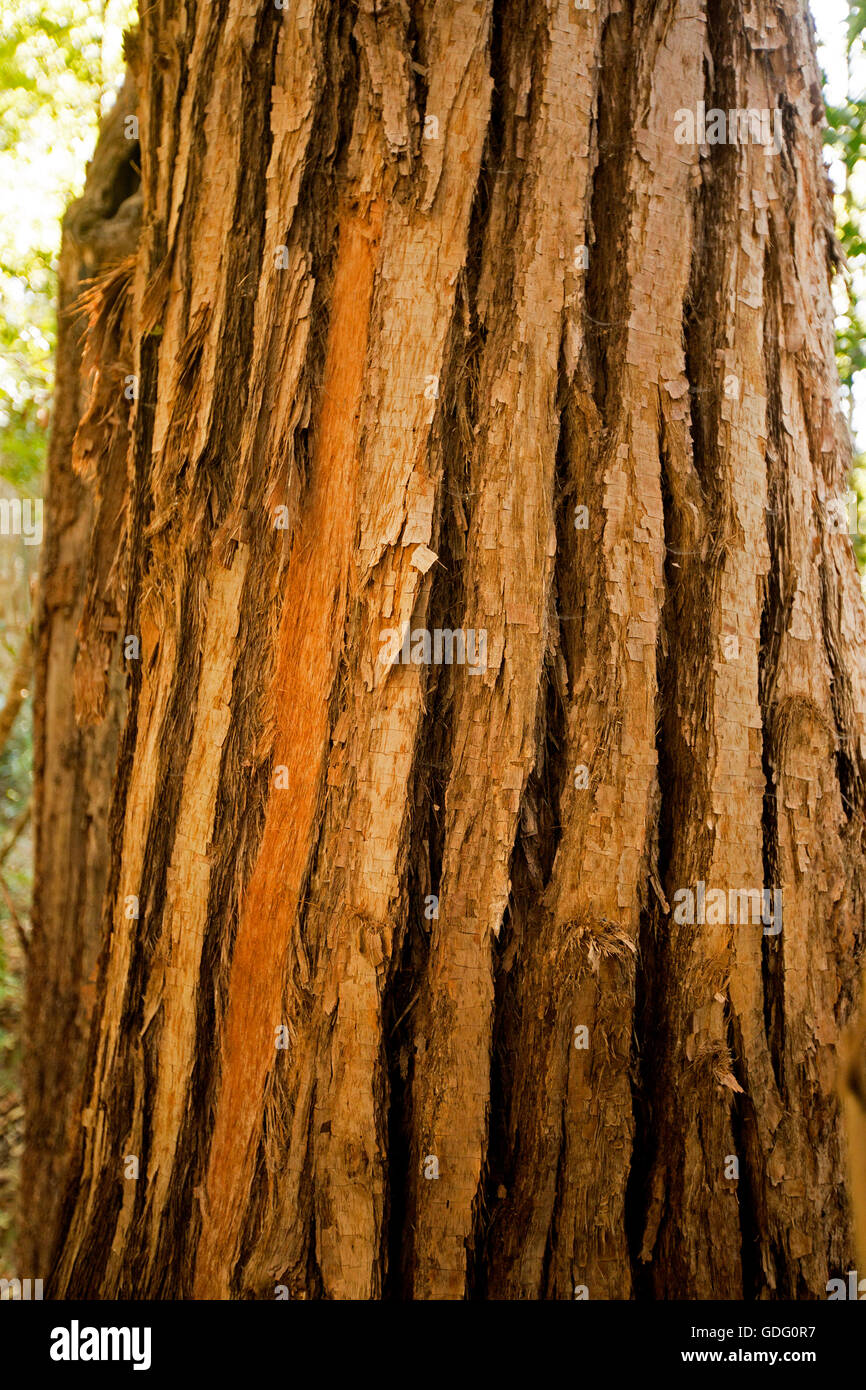 Reddish brown trunk of Tallowood tree, Eucalyptus microcorys, with distinctive deeply ribbed bark Stock Photo