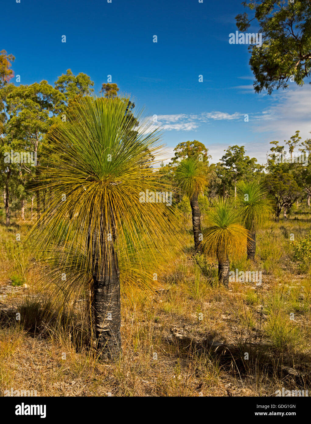 Xanthorrahoea species, black boys or grass trees, Australian native plants growing in arid landscape of Carnarvon National Park Stock Photo