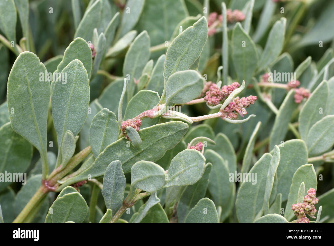 Flowering Sea Purslane  Atriplex portulacoides a Saltmarsh Plant With Edible Leaves Stock Photo