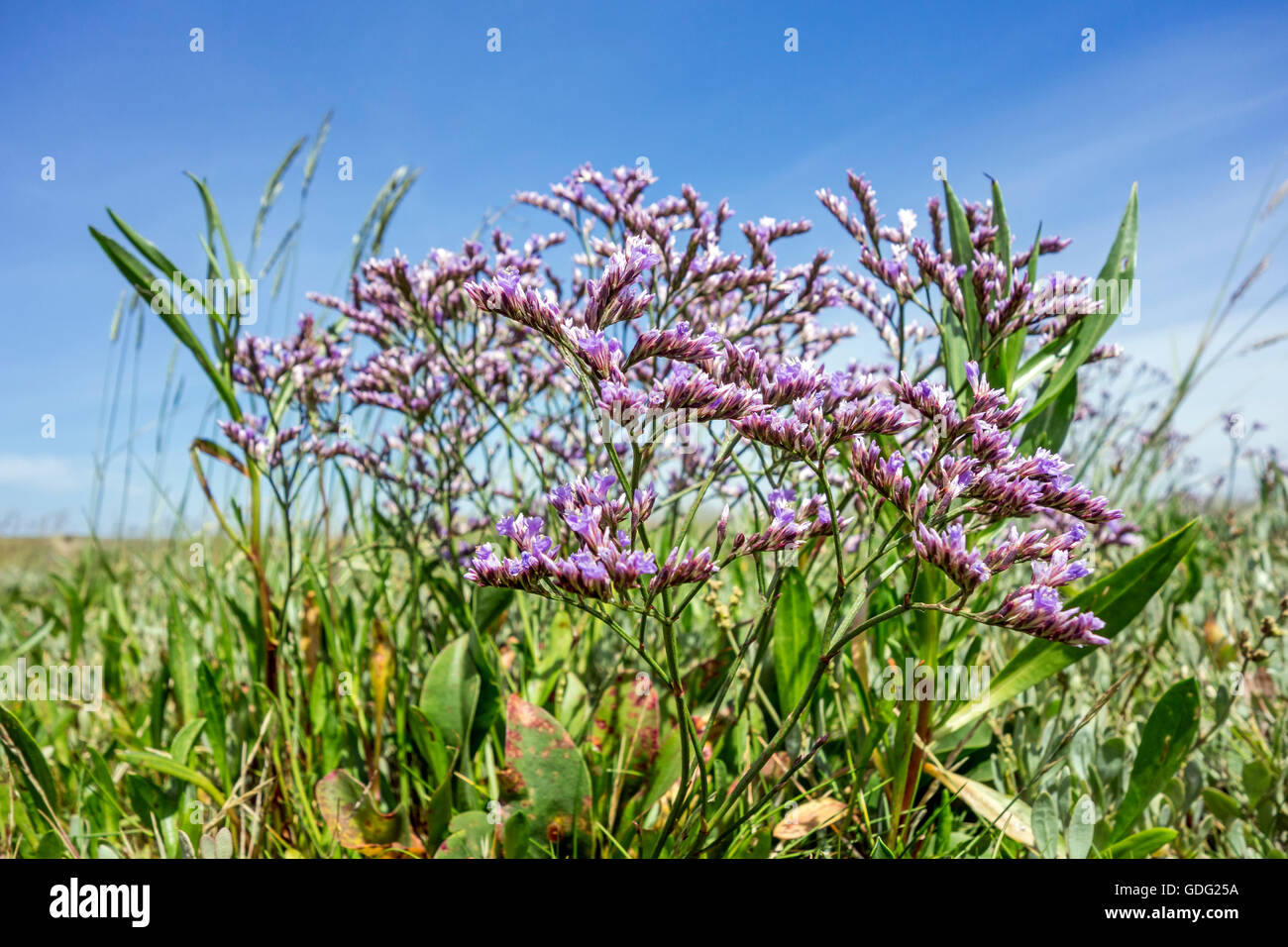 Zwinblomme / common sea-lavender (Limonium vulgare) in flower at saltmarsh in summer Stock Photo