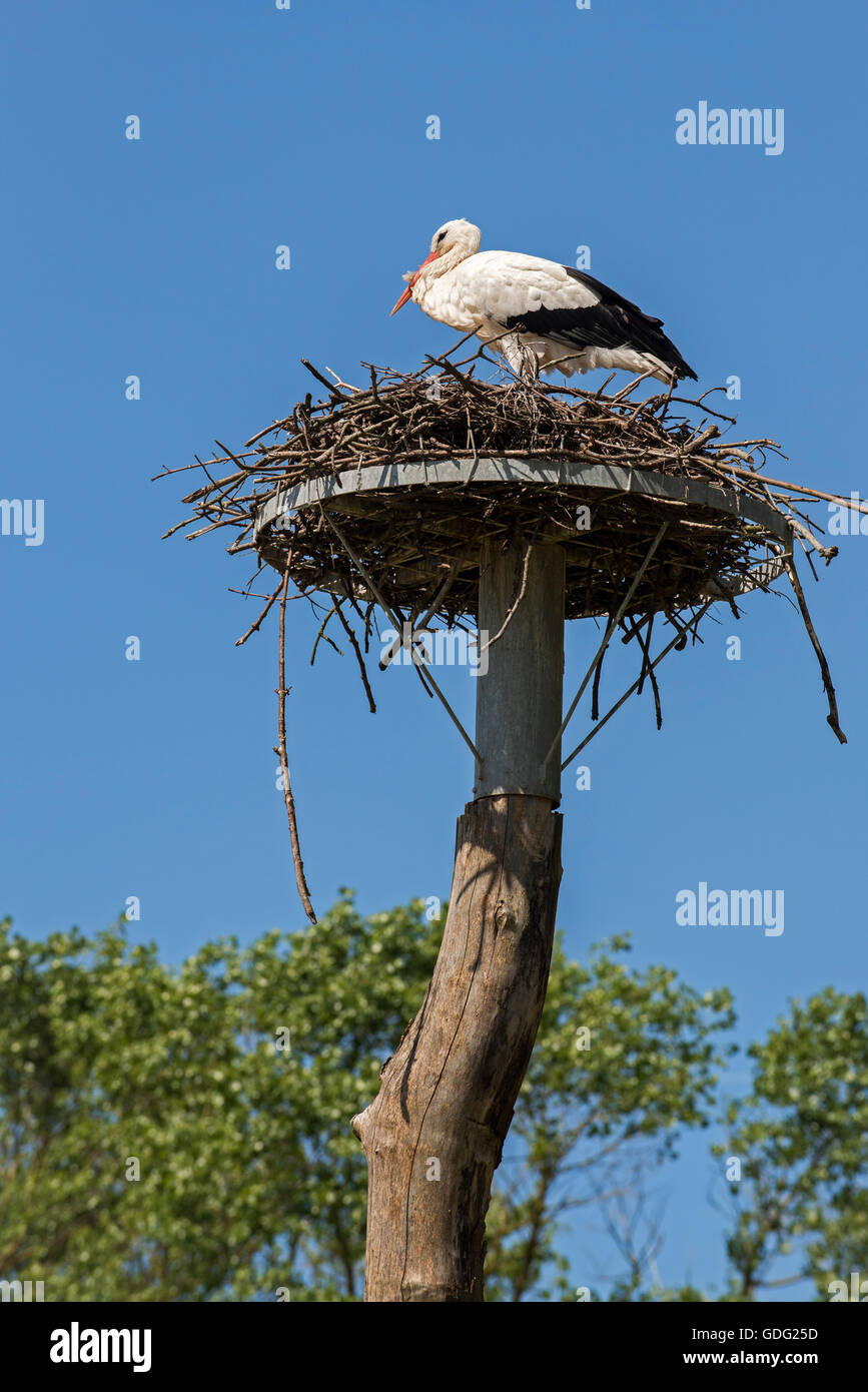 White stork (Ciconia ciconia) nesting on artificial made platform on top of wooden pole at the Zwin Nature Park, bird sanctuary Stock Photo