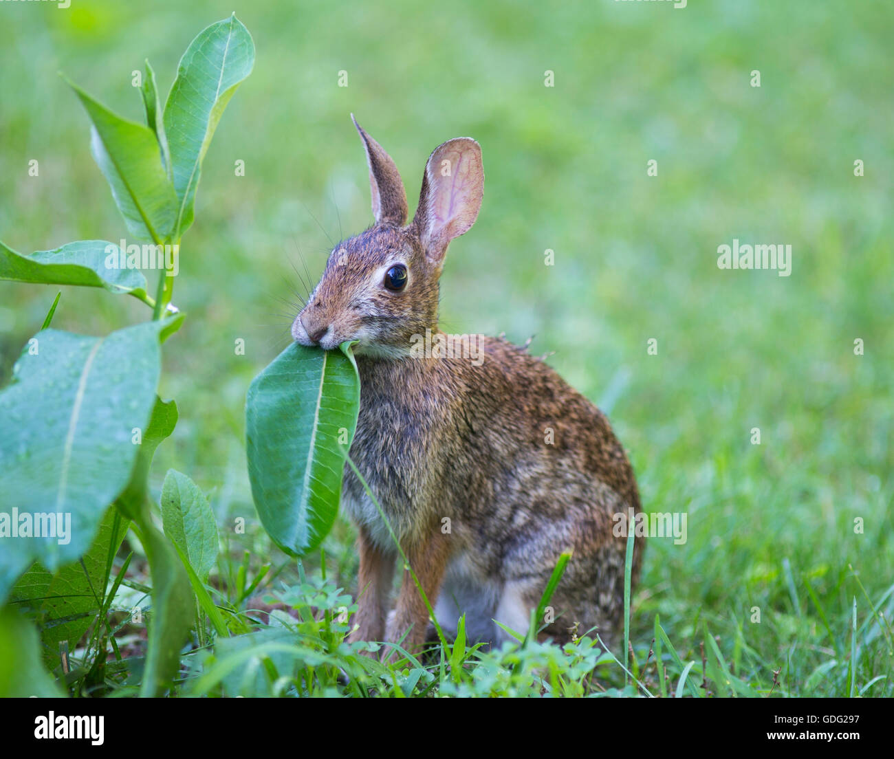 Eastern Cottontail (Sylvilagus floridanus) rabbit chewing the leaves of  a milkweed plant Stock Photo