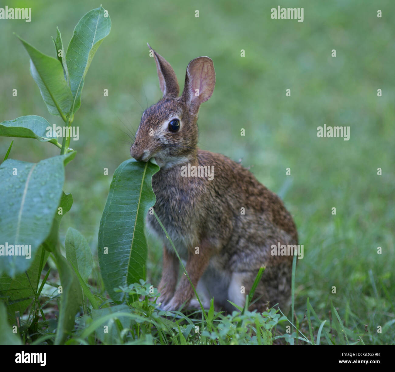 Eastern Cottontail (Sylvilagus floridanus) rabbit chewing leaves of  a milkweed plant Stock Photo