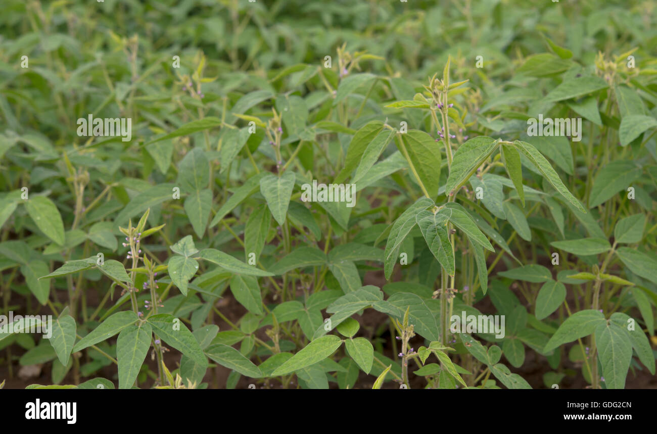 Soybean rows hi-res stock photography and images - Alamy