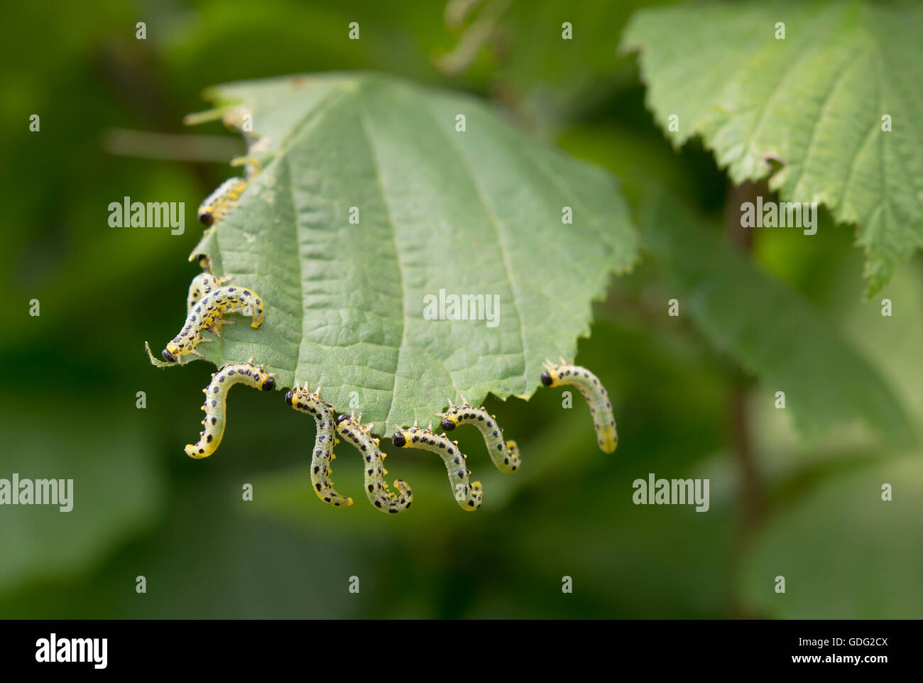 beautiful caterpillars eating a leaf Stock Photo Alamy