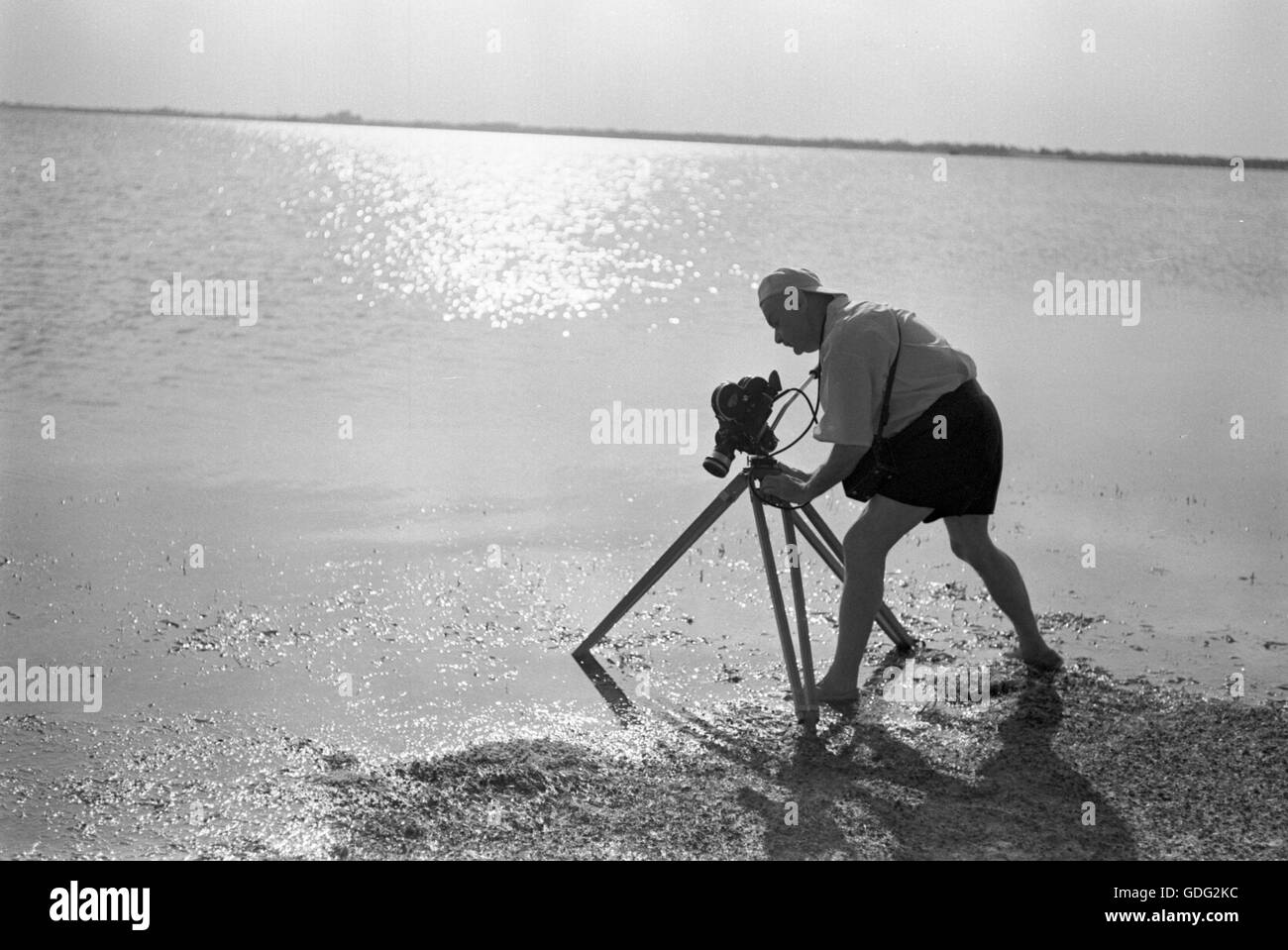 Roman Vishniac, collecting and filming biological samples, 1961 Stock Photo