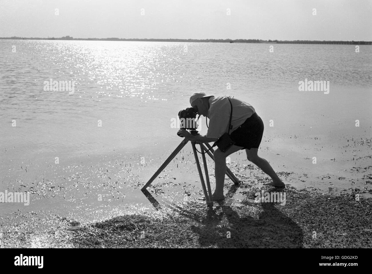 Roman Vishniac, collecting and filming biological samples, 1961 Stock Photo