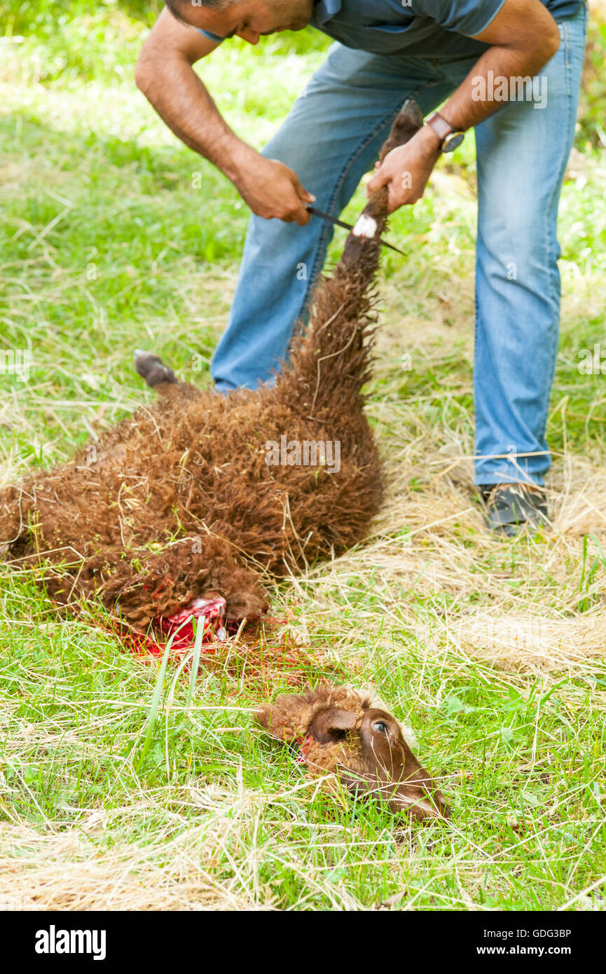 Sheep slaughtered by cutting its neck, according to islamic ritual slaughter (dhabihah). Stock Photo