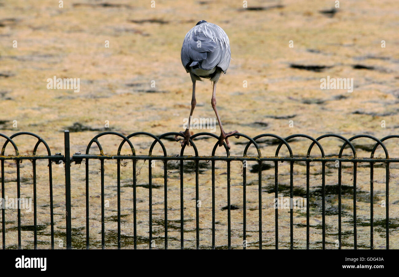 A heron stands on a fence in Battersea Park, London, Britain, July 7, 2016. Copyright photograph - John Voos Stock Photo