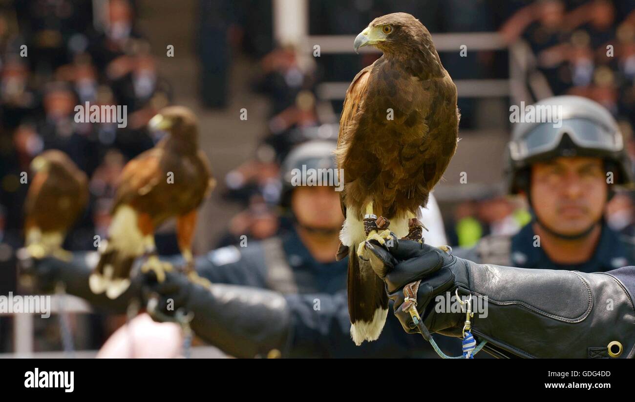 Mexican Federal Police officers with the special falconry group during the 88th anniversary of the national police force attended by President Enrique Pena Nieto July 13, 2016 in Iztapalapa, Mexico City, Mexico. Stock Photo