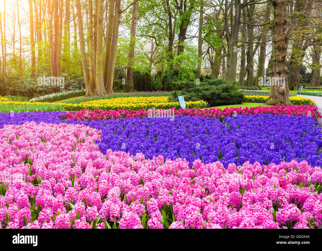 beautiful-blooming-flowers-at-sunset-in-keukenhof-park-in-netherlands