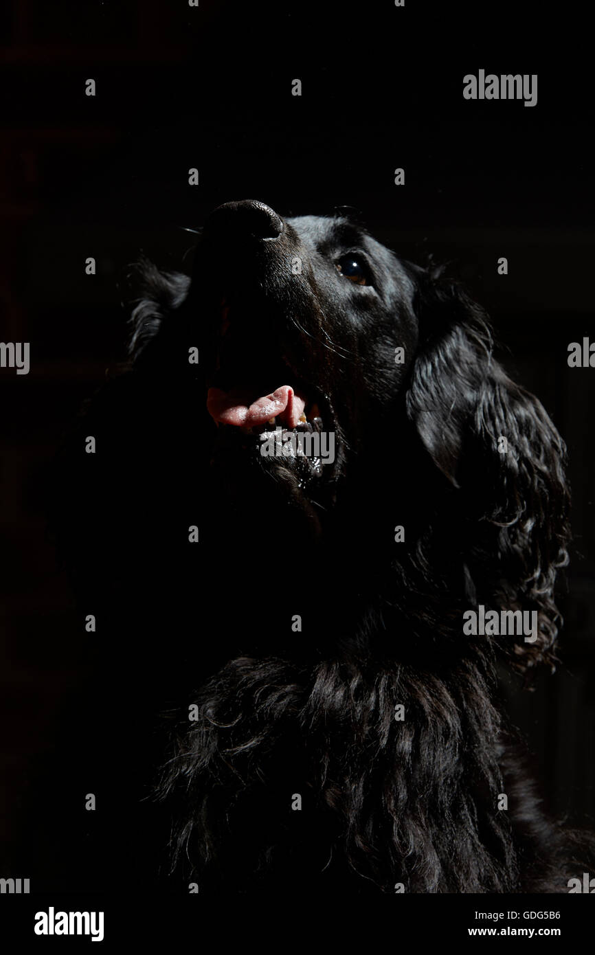 black retriever dog Stock Photo - Alamy