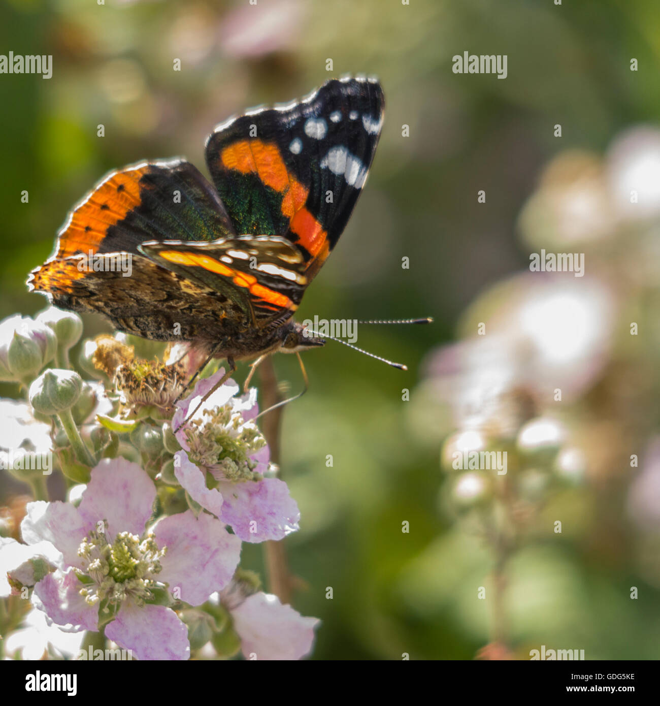 Red Admiral (Vanessa Atlanta) butterfly on pink bramble flowers in square format black orange red and white markings on wings mottled brown underside Stock Photo