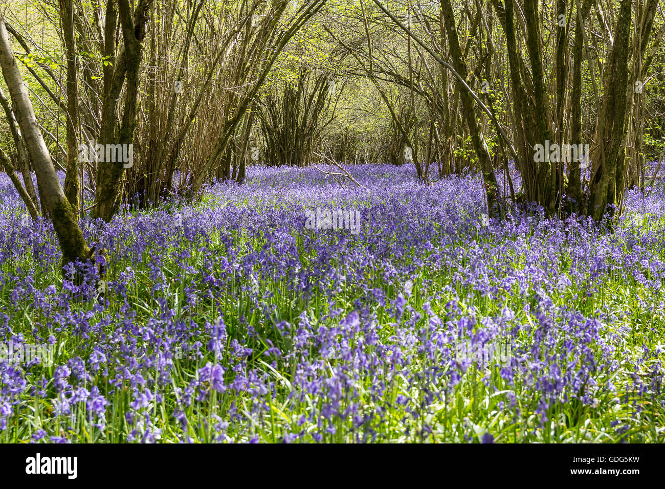 Blue bells hyacinthoides non scripta covers woodland under growth far and wide with blue and green carpet of bell shaped flowers basal narrow leaves Stock Photo