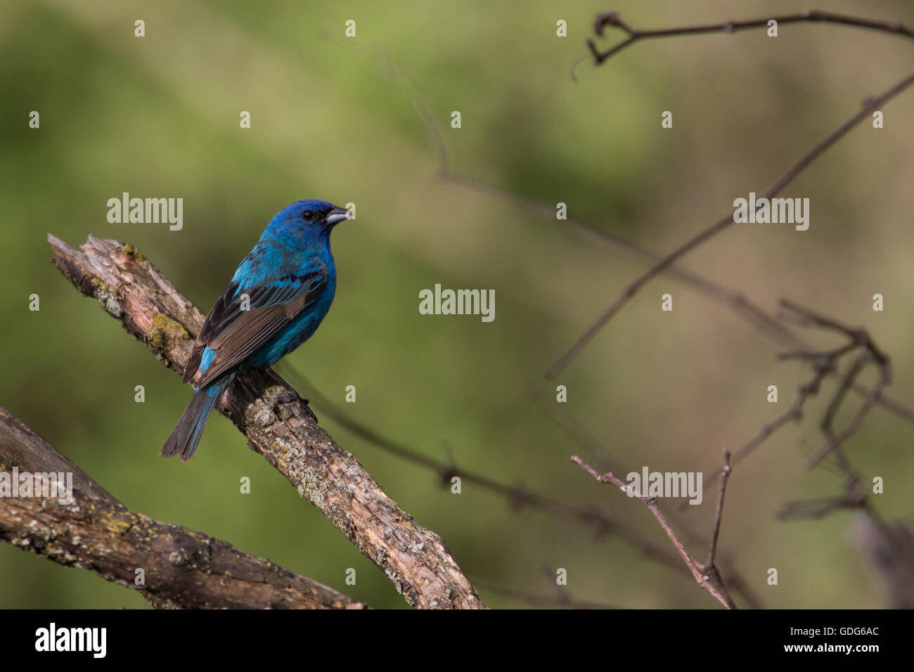 Indigo Bunting Stock Photo Alamy