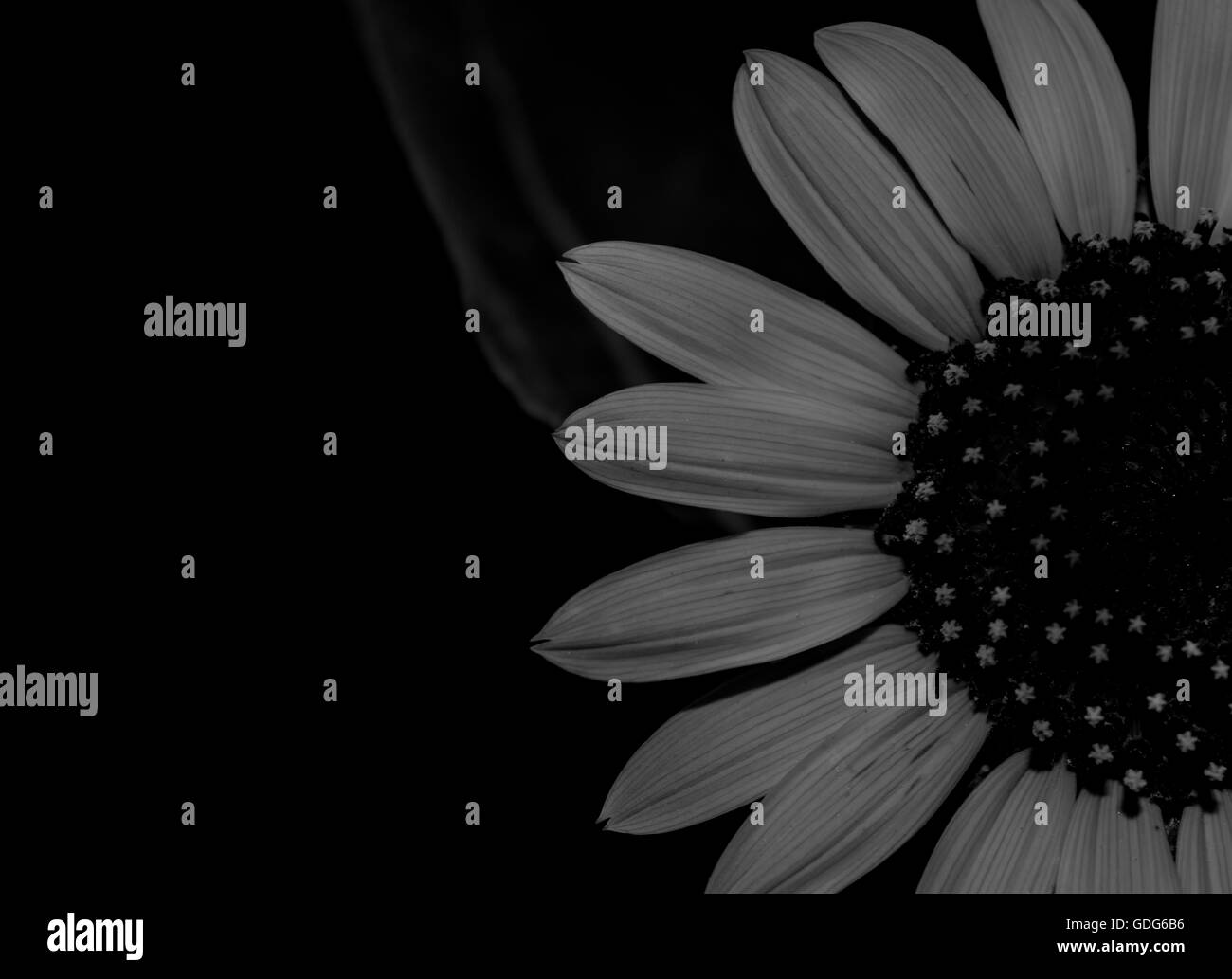 How To Grow Sunflowers Black and White Stock Photos & Images - Alamy