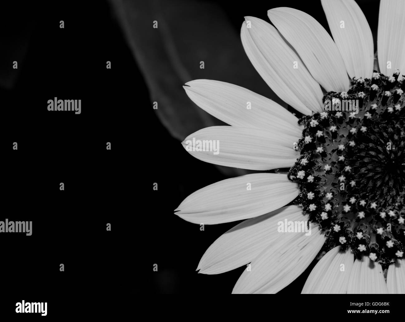 Part of a sunflower Black and White Stock Photos & Images - Alamy