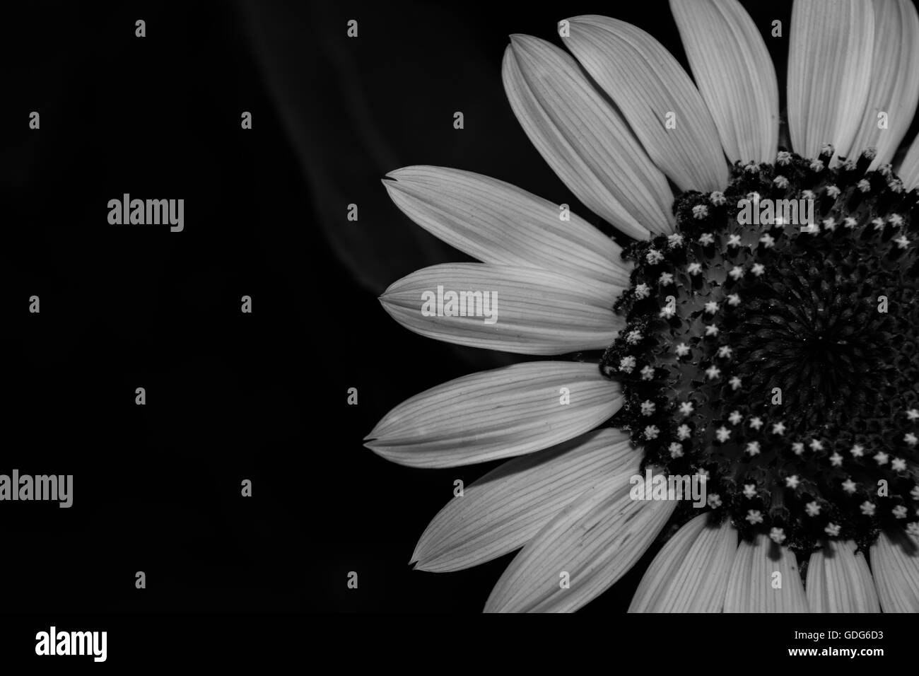 Sunflower Black and White Stock Photos & Images - Alamy