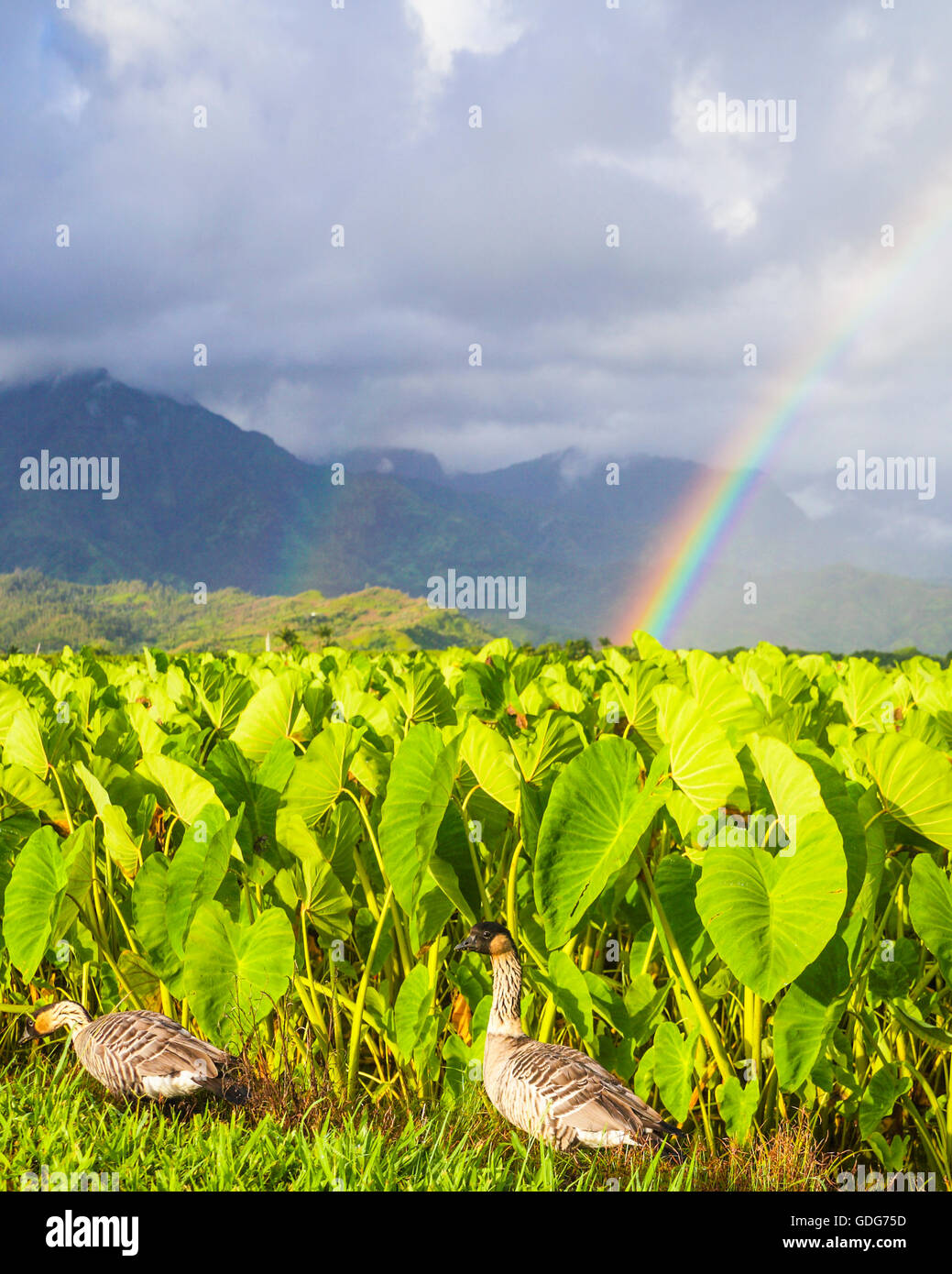Nene by taro at the Hanalei National Wildlife Refuge on Kauai, with double rainbows in distance Stock Photo