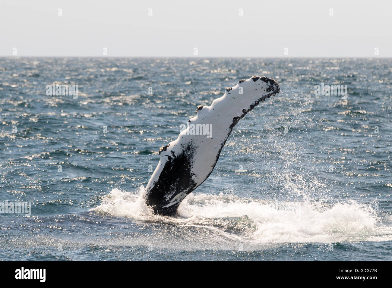 Humpback whale pectoral fin, pec fin near Stellwagen bank and Cape Cod. (Megaptera novaeangliae) Stock Photo