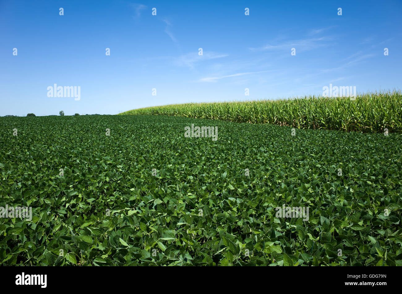 Field of soybeans and corn. Soybeans rank second, after corn, among the