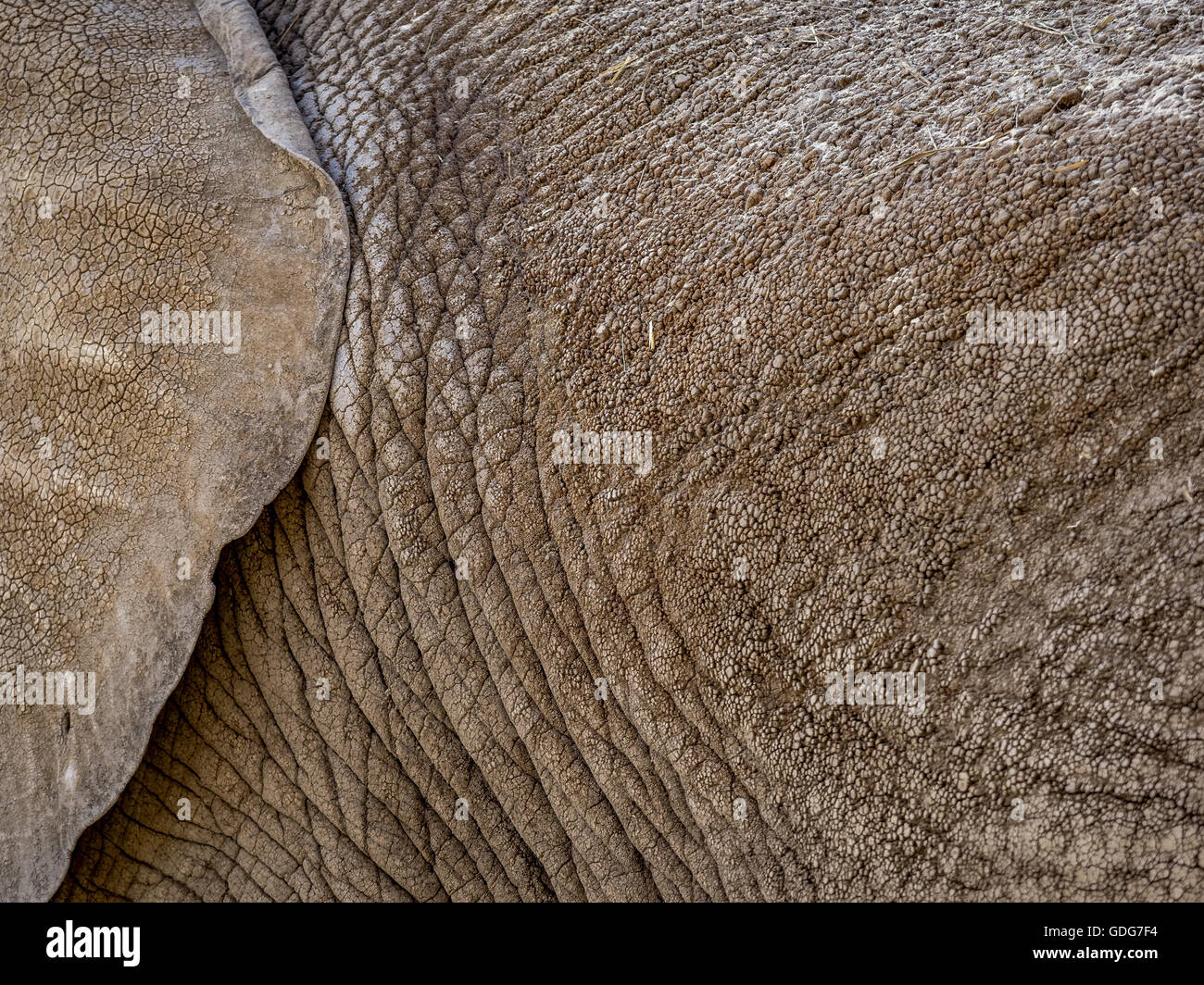 Skinpatterns hi-res stock photography and images - Alamy