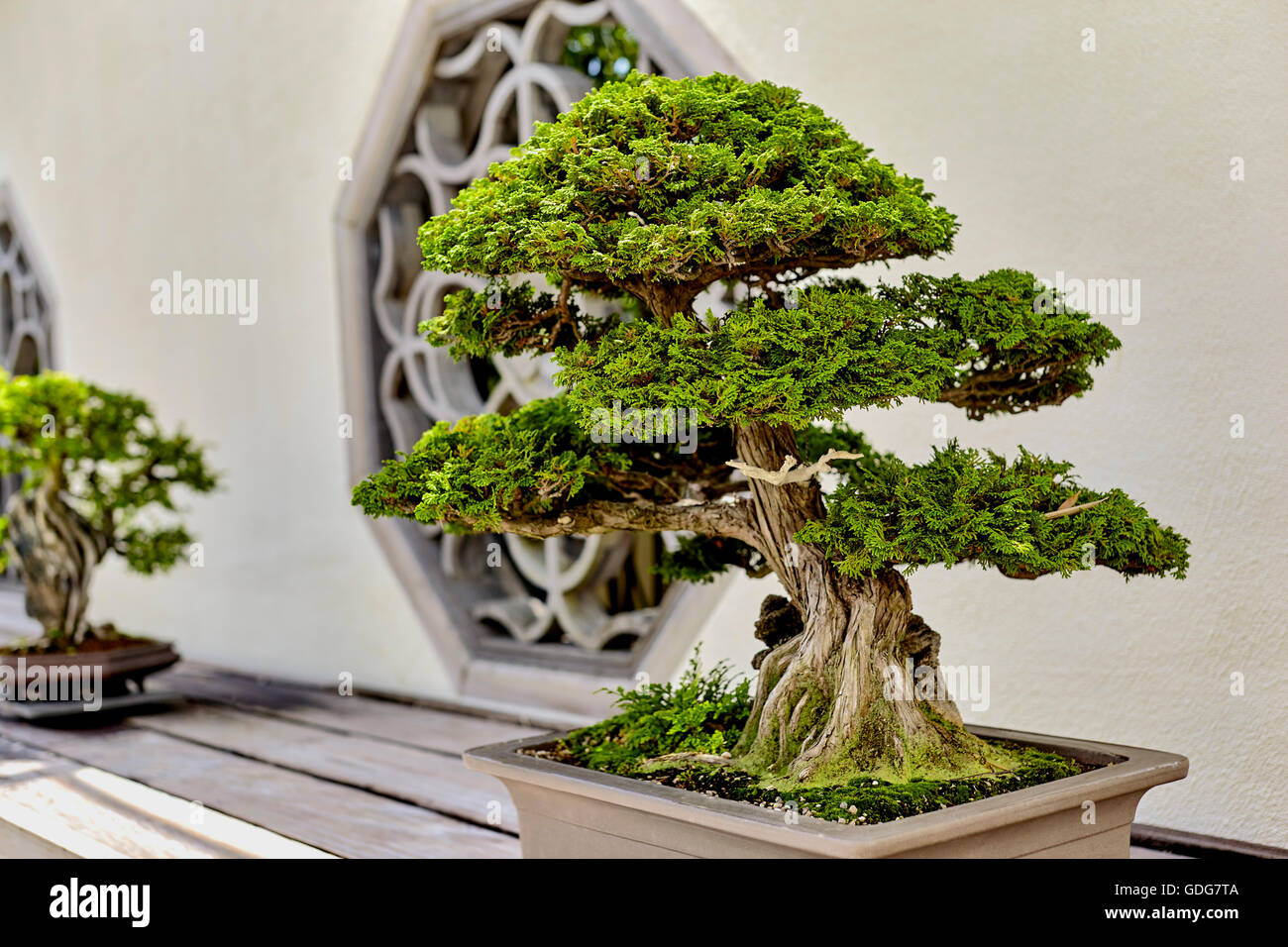 Cypress Bonsai on wooden shelf in Arboretum Stock Photo