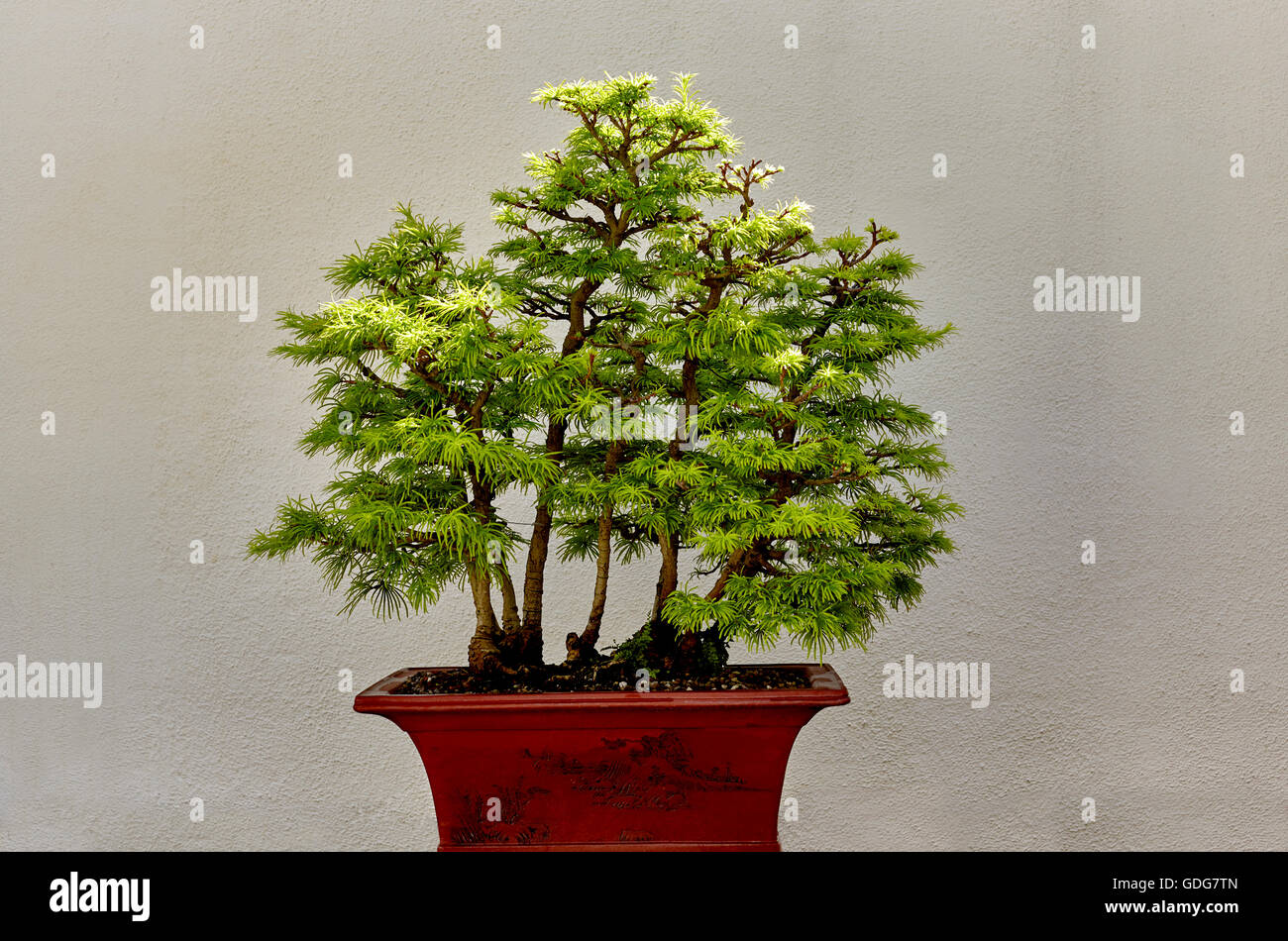 Chinese Golden Larch Bonsai Tree Stock Photo