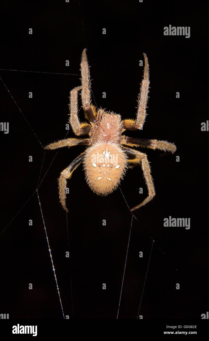 Orb-weaving spider (Eriophora sp.)  in the Peruvian rainforest, Madre de Dios region, Peru Stock Photo